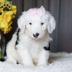 LuLu, Sheepadoodle Puppy